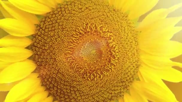 Ένα περιστρεφόμενο λουλούδι αφηρημένη animation λάμπει μπροστά από το κίτρινο φόντο Ηλιοτρόπιο — Αρχείο Βίντεο