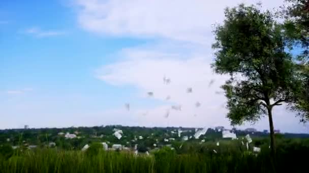 Eine große grüne Wiese mit Bäumen im Hintergrund — Stockvideo