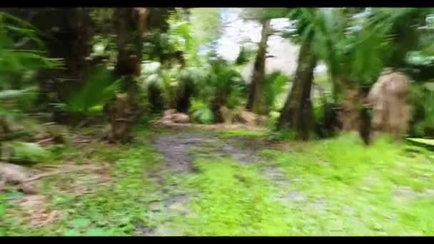 Una pianta verde in una foresta — Video Stock