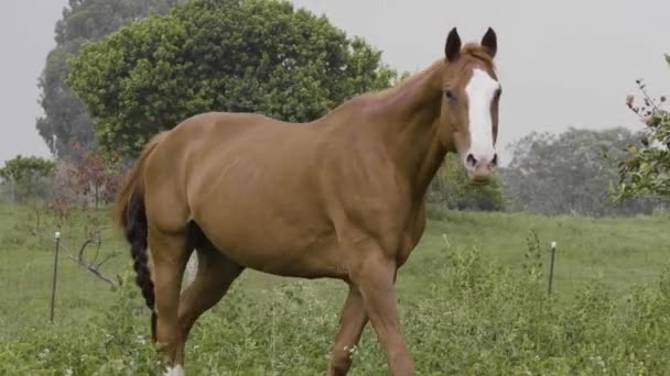 En brun häst står bredvid ett staket — Stockvideo