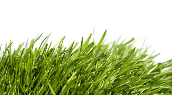 Green grass isolated on  white background