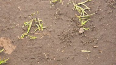 taşındı karıncalar