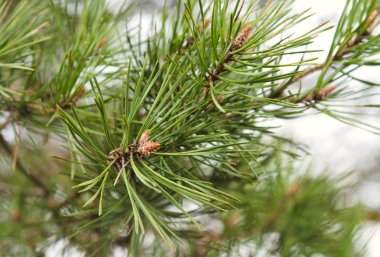 Yeşil bir arka planda güneş çam ağacı dalı