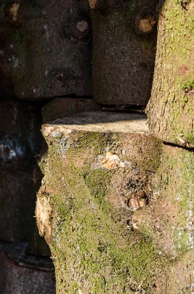 Pnie drzew, ułożone w woodshed — Zdjęcie stockowe