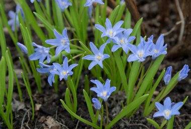 yeşil zemin çayır üst görünümünde mavi küçük çiçekler