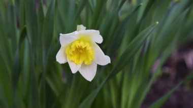 Yeşil çimen çiçek nergis