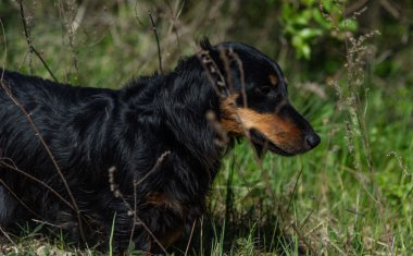 Yeşil çim arka plan üzerinde siyah ve tabaklamak dachshund köpek