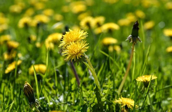 Gelbe Löwenzahne auf grünem Gras — Stockfoto