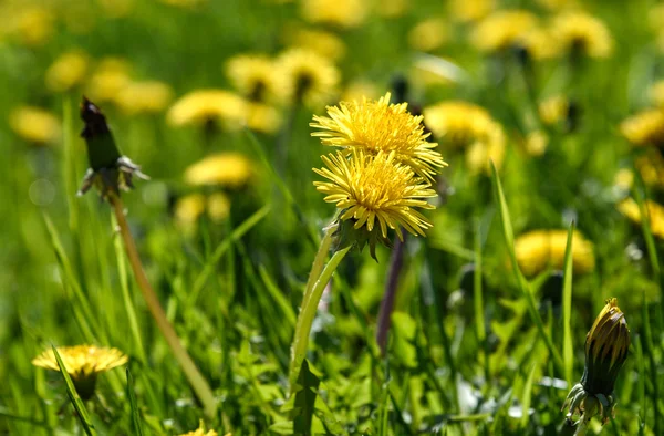 Gelbe Löwenzahne auf grünem Gras — Stockfoto