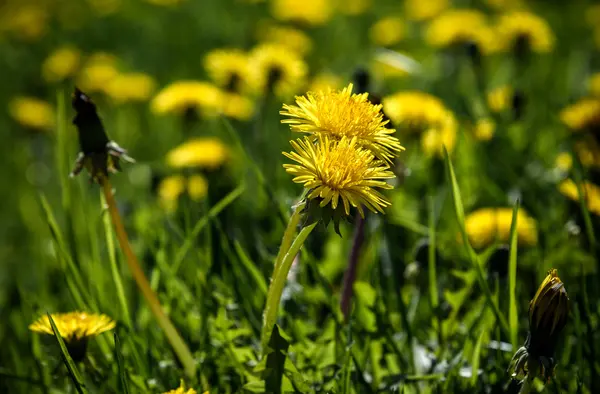 Gelbe Löwenzahne auf grünem Gras — Stockfoto