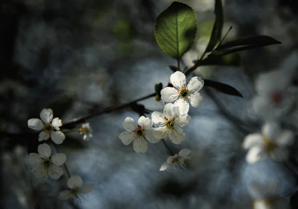 Квіти вишні цвітуть на весняний день — стокове фото