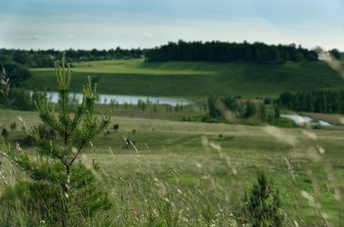 Göl arka planda tepede yalnız küçük çam ağacı