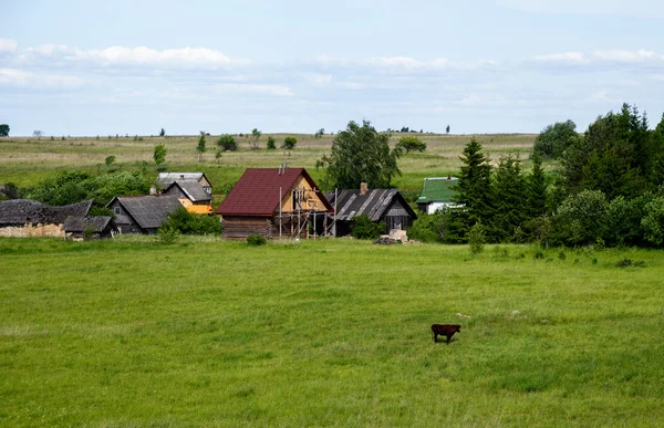 Eenzame Brown koe op een weide in de buurt van de boerderij — Stockfoto