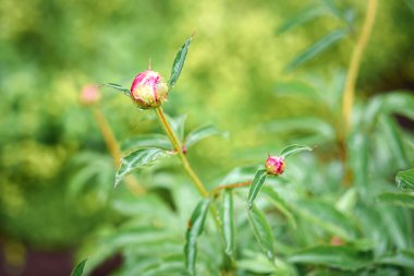 Şakayık yağmur yeşil zemin üzerine sonra kapalı tomurcuğu