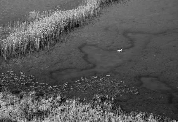 Πανέμορφη θέα της λίμνης κατάφυτη με καλάμια, αεροφωτογραφία — Φωτογραφία Αρχείου