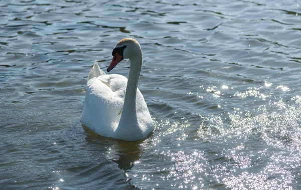 Cigno bianco galleggiante sul lago in primavera — Foto Stock