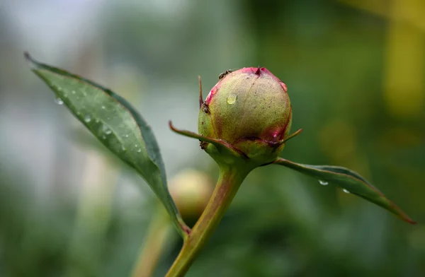 Fourmis rampant sur un bouton de pivoine au printemps après la pluie — Photo