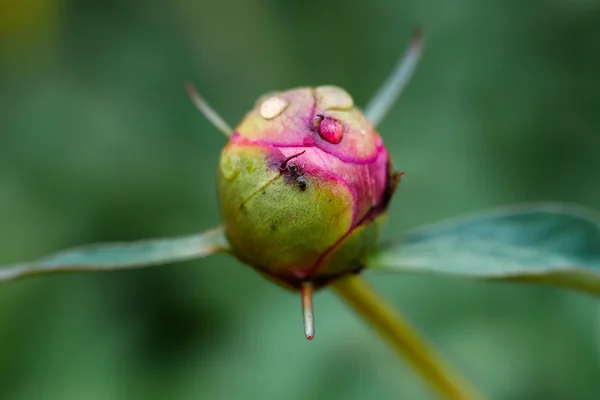 Formiche che strisciano su un bocciolo di peonia in primavera dopo la pioggia — Foto Stock