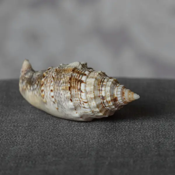 Shell on a linen napkin grey background — Stock Photo, Image