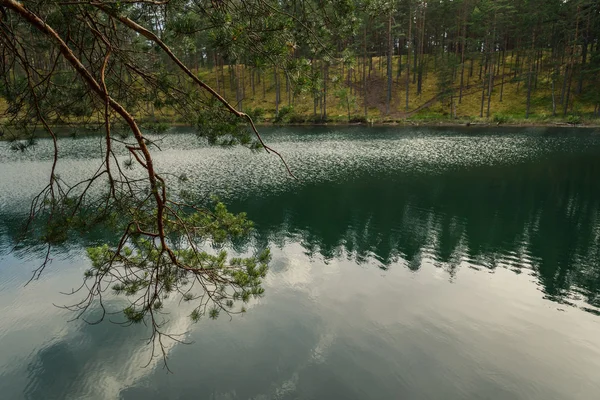 Kiefernzweig auf dem Hintergrund des Waldsees — Stockfoto