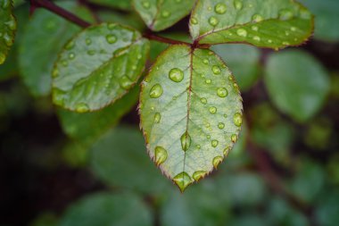 sonra bir bahar yağmur çiy damlaları ile gül yaprakları
