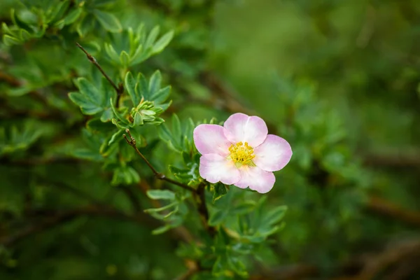 Pequena flor rosa em Bush verde — Fotografia de Stock