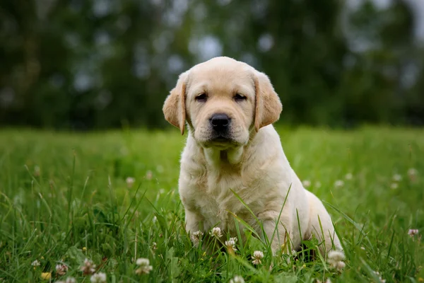 Cute yellow puppy Labrador Retriever isolated on background of green grass — Stock Photo, Image