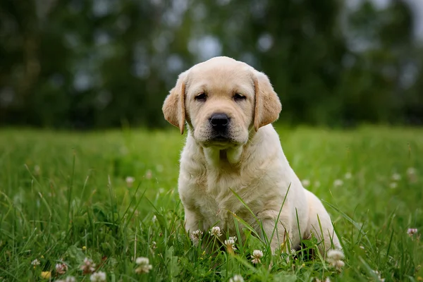 Cute yellow puppy Labrador Retriever isolated on background of green grass — Stock Photo, Image