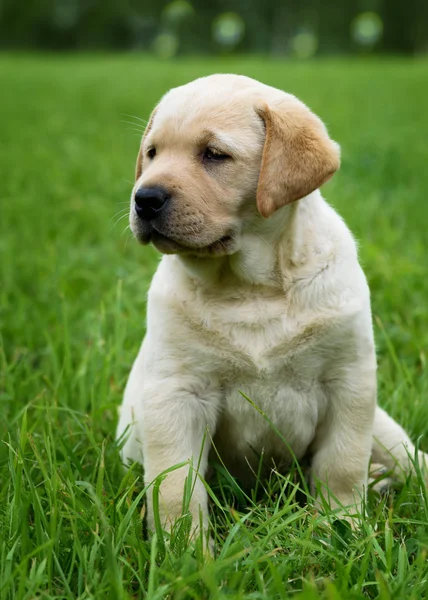 Bonito cachorrinho amarelo Labrador Retriever isolado no fundo da grama verde — Fotografia de Stock