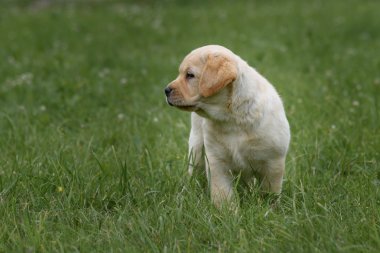 şirin sarı köpek yavrusu Labrador Retriever yeşil çim özgeçmişlerine izole