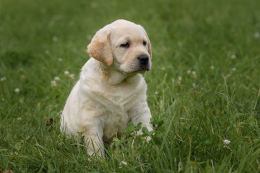 şirin sarı köpek yavrusu Labrador Retriever yeşil çim özgeçmişlerine izole
