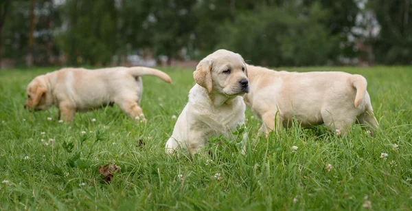 Söta valpar gula labradorer spelar på det gröna gräset — Stockfoto