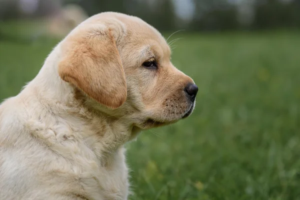 Söt gul valp Labrador Retriever isolerade på bakgrund av grönt gräs — Stockfoto