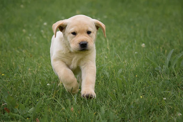 Yeşil sahada çalışan şirin sarı Labrador köpek yavrusu