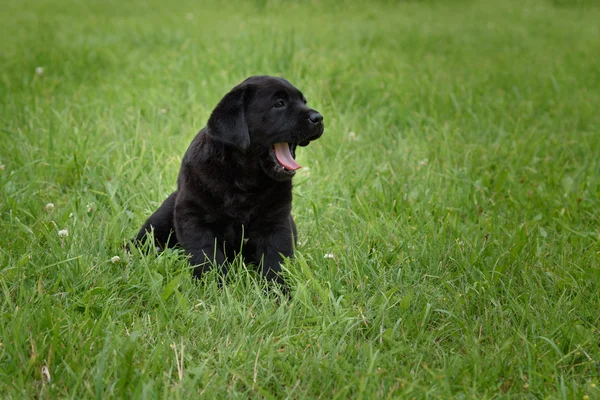 Liten svart Labrador valp gäspar sitter på grönt gräs — Stockfoto