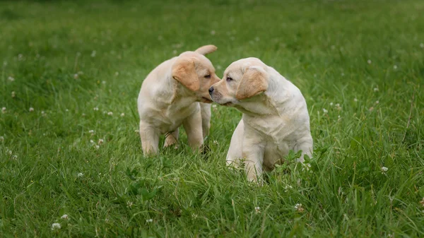 Två små gula Labrador valp sitter på grönt gräs — Stockfoto