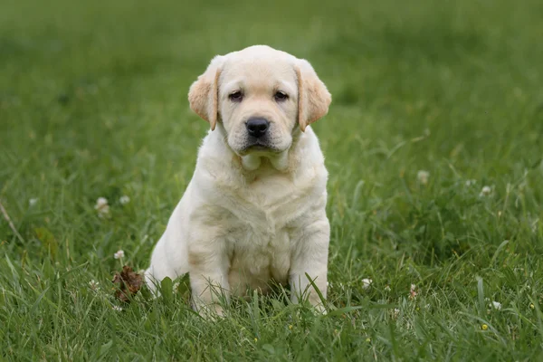 Bonito cachorrinho amarelo Labrador Retriever isolado no fundo da grama verde — Fotografia de Stock
