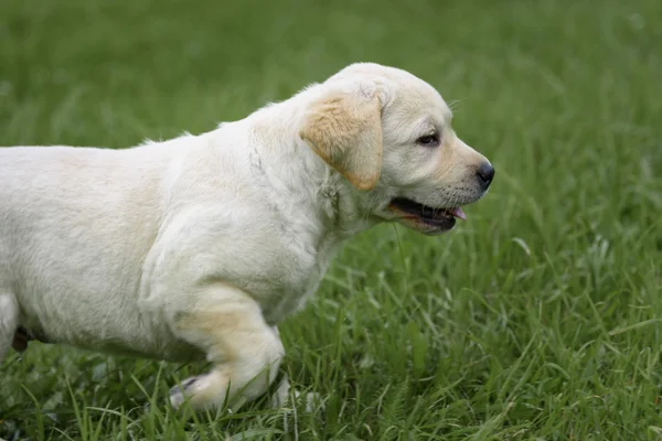 Söt gul Labrador valp körs på gröna fält — Stockfoto