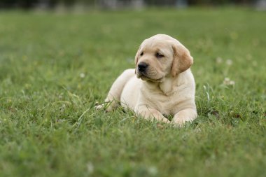 şirin sarı köpek yavrusu Labrador Retriever yeşil çim özgeçmişlerine izole