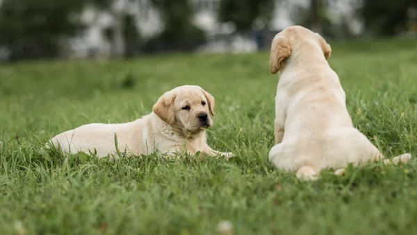 Söta gula Labrador valp liggande och ser att hans bror — Stockfoto