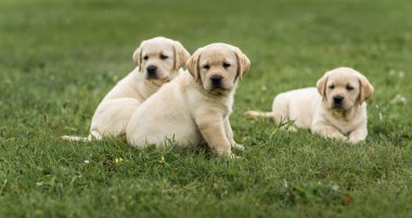 üç sevimli sarı Labrador köpek yavrusu dinlenme yeşil çimen
