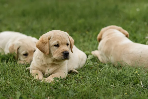 Tre söta gula Labrador hundvalp vilar på grönt gräs — Stockfoto