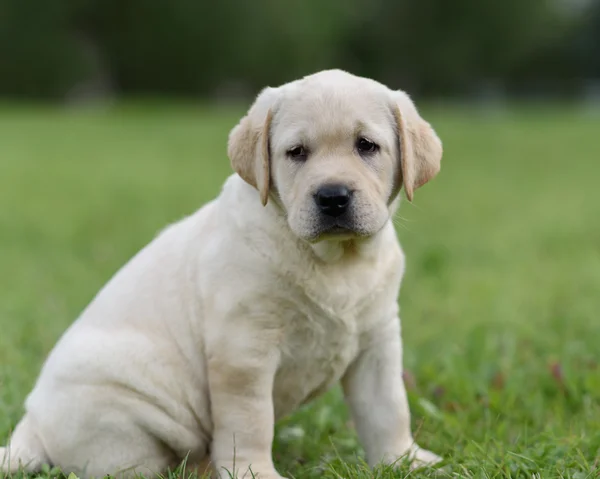 Cute yellow puppy Labrador Retriever isolated on background of green grass — Stock Photo, Image