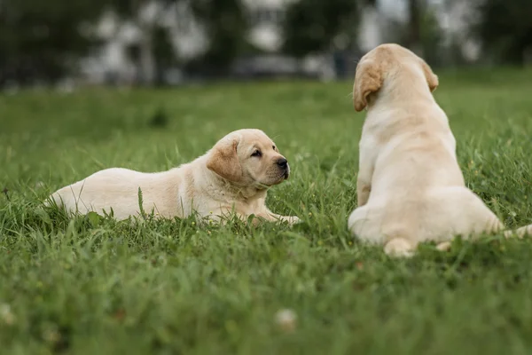 Söta gula Labrador valp liggande och ser att hans bror — Stockfoto