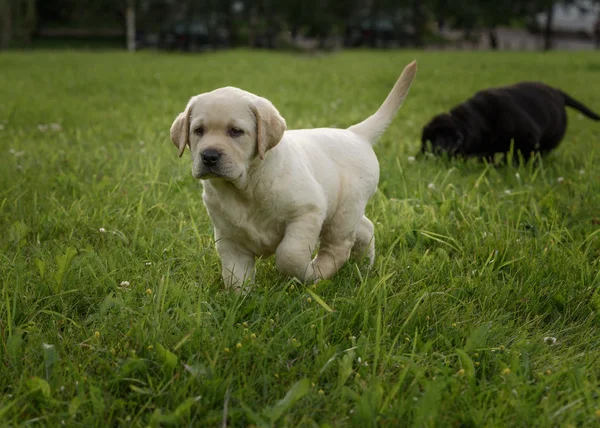 Söt gul Labrador valp körs på gröna fält — Stockfoto