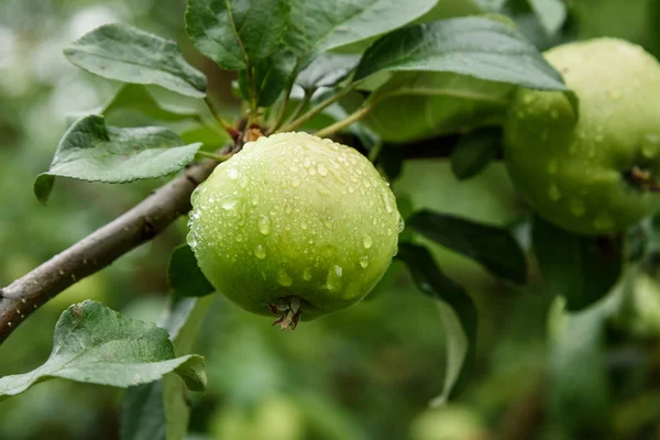 Green Apple on branch with water drops after rain — Stock Photo, Image