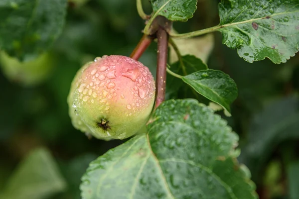 Green Apple on branch with water drops after rain — Stock Photo, Image