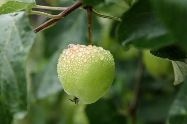 Green Apple on branch with water drops after rain — Stock Photo, Image