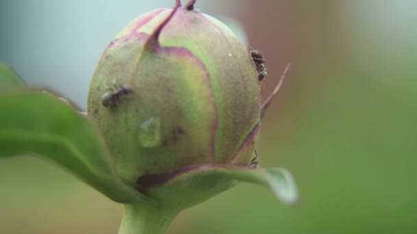 Mieren op een pioen Bud — Stockvideo