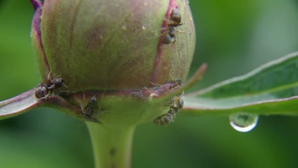 Mieren op een pioen Bud — Stockvideo